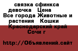 связка сфинкса. девочка › Цена ­ 500 - Все города Животные и растения » Кошки   . Краснодарский край,Сочи г.